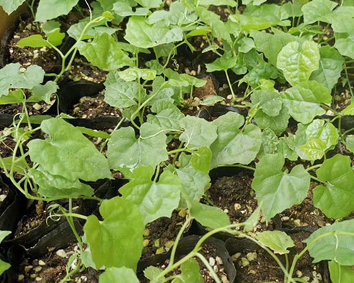 土壤酸化对瓜蒌种苗的危害